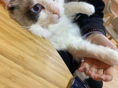 -白兔子密室(长寿路店)