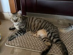 -乖乖宠物医院·猫科·急重症中心(车站北路分院)