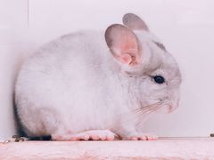 -龙猫仔乐园(惠福东路店)