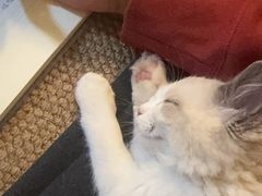 -天宠宠物医院24小时·急重症诊疗中心·全科·腔镜特色(和平分院)