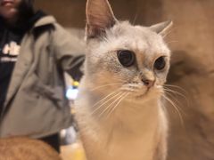-猫猫幼稚园·撸猫·桌游·电玩