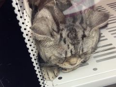 -FAELING PETS美天灵宠物(富力广场店)