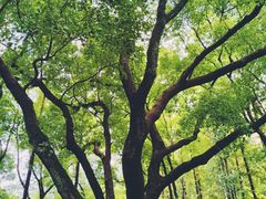 -徐家汇源景区-衡山公园