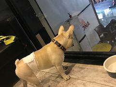 -百好乐宠物友好餐厅(朝外大街店)