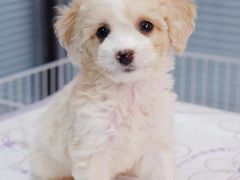 -翊宠yipet猫狗购宠庄园犬舍•猫舍