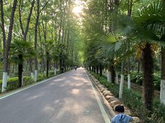 -合肥滨湖国家森林公园