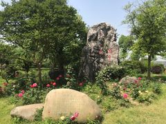 -鹅湖玫瑰文化园