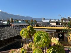 -喵屿·大理花园猫咖