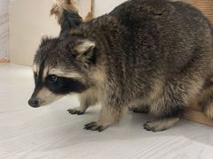 -浣熊柯尔鸭土拨鼠·电玩咖