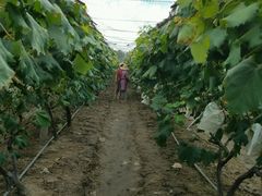 -马陆小张葡萄园农家乐