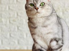 -平行世界·猫咖(首经贸店)