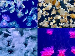 -海合安天津极地海洋公园
