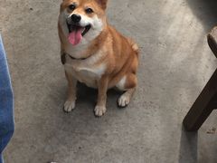 -柴犬高等学院·狗咖·柴犬售卖·宠物训练