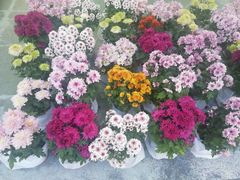 -重庆市江北嘴中央商务区中央公园