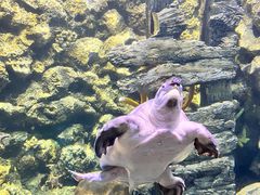 -欢乐海岸海洋奇梦馆