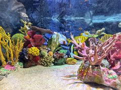 -上海海洋水族馆