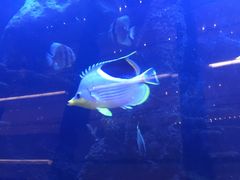 -OPEN開全日自助餐厅·牛肉火锅·海鲜(佛山希尔顿酒店)