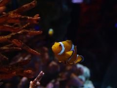 -暹罗海洋世界