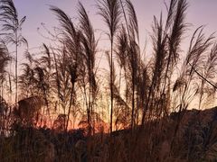 -黄埔油麻山森林公园