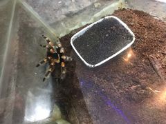 -上海大自然野生昆虫馆(东方明珠·爬宠昆虫探索中心)