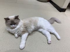 -藏猫猫咖啡主题馆(中央大道店)