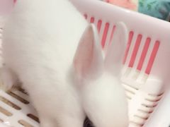 -藦茜花园宠物主题亲子互动体验馆(国顺东路店)