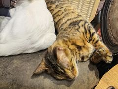 -猫小院猫主题餐厅(三里屯店)