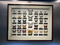 -上海昆虫博物馆