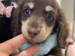 -萌宠之家·腊肠犬·马尔泰·小体犬舍