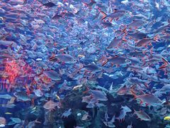 -成都浩海立方海洋公园