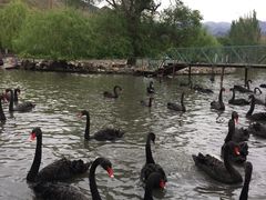 -新疆天山野生动物园