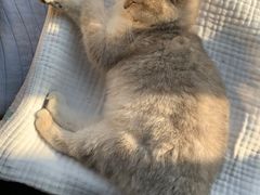 -唐小姐の猫狗洗护·购宠旗舰店(周浦万达店)
