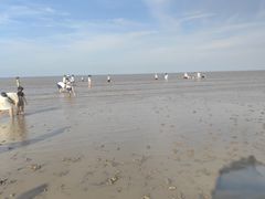 -启东黄金海滩景区