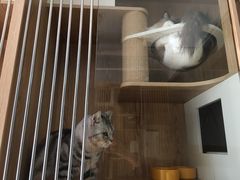 -老吴的猫·猫舍(新区店)