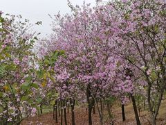 -广东花都湖国家湿地公园