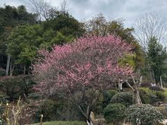 -桃花岭景区