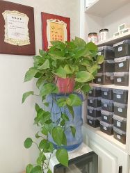 -涌泉妈咪树通乳·产后恢复