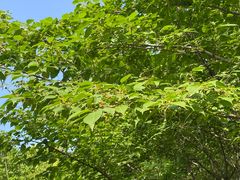 -九里河湿地公园