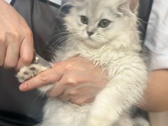 -福懋动物医院·犬猫全科·外科·重症科(杏林分院)