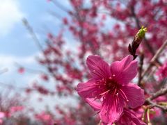 -天适樱花悠乐园