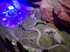 -游龙石文化科普馆