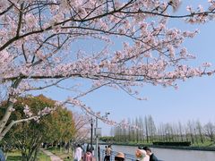 -高东镇樱花园