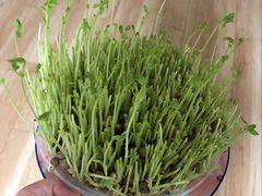 -好彩猪肚鸡(正弘城店)