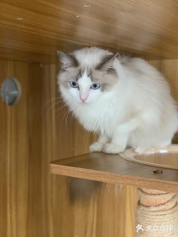 奉贤最萌的猫咪馆 