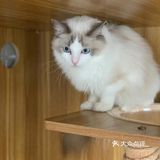 奉贤最萌的猫咪馆 