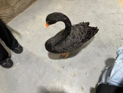 -Zoolung Zoolung动物主题公园(海信广场店)