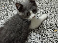 -瑞鹏宠物医院·夜间急症·心超·猫科(祖庙分店)