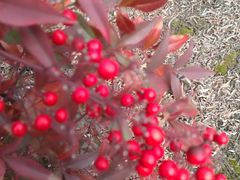 -张家港凤凰山景区河阳山歌馆