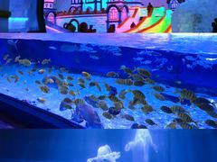 -哈尔滨波塞冬海底世界