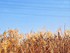 -长田漾湿地公园